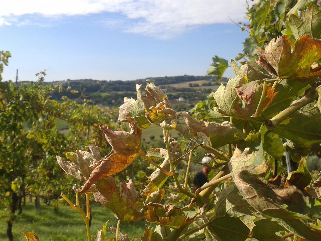 Bed And Breakfast Aratro & Rosmarino Civitanova Marche Exterior photo